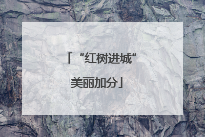 “红树进城” 美丽加分