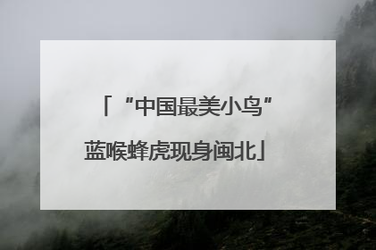 “中国最美小鸟”蓝喉蜂虎现身闽北