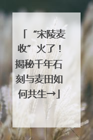 “宋陵麦收”火了！揭秘千年石刻与麦田如何共生→