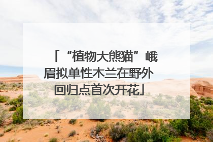 “植物大熊猫”峨眉拟单性木兰在野外回归点首次开花