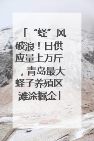 “蛏”风破浪！日供应量上万斤，青岛最大蛏子养殖区滩涂掘金