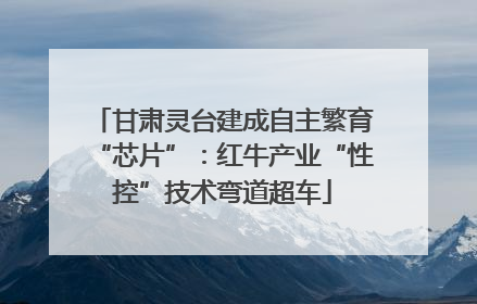 甘肃灵台建成自主繁育“芯片”：红牛产业“性控”技术弯道超车