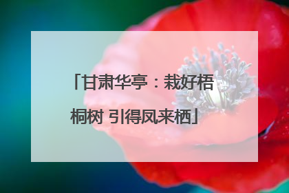 甘肃华亭：栽好梧桐树 引得凤来栖