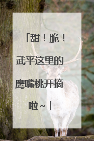 甜！脆！武平这里的鹰嘴桃开摘啦～