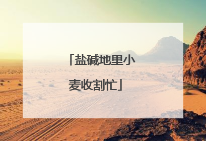 盐碱地里小麦收割忙