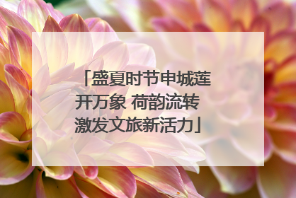 盛夏时节申城莲开万象 荷韵流转激发文旅新活力