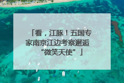看，江豚！五国专家南京江边考察邂逅“微笑天使”