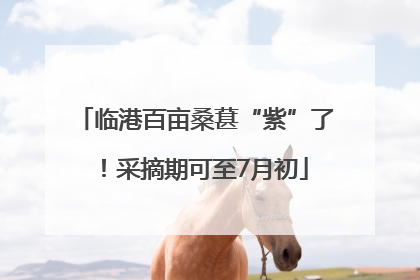 临港百亩桑葚“紫”了！采摘期可至7月初