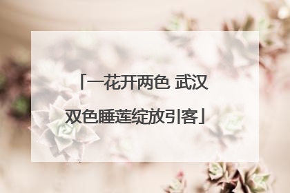 一花开两色 武汉双色睡莲绽放引客
