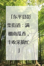东平县彭集街道：满棚南瓜香，丰收采摘忙