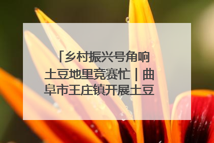 乡村振兴号角响 土豆地里竞赛忙｜曲阜市王庄镇开展土豆收获劳动竞赛