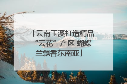 云南玉溪打造精品“云花”产区 蝴蝶兰飘香东南亚