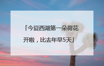 今夏西湖第一朵荷花开啦，比去年早5天