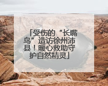 受伤的“长嘴鸟”造访徐州沛县！暖心救助守护自然精灵