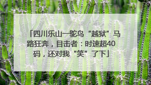 四川乐山一鸵鸟“越狱”马路狂奔，目击者：时速超40码，还对我“笑”了下