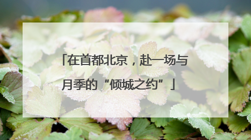 在首都北京，赴一场与月季的“倾城之约”
