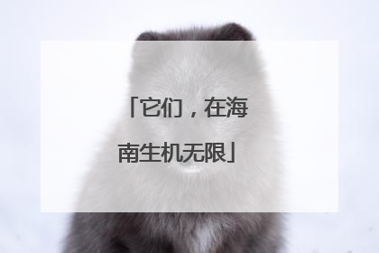 它们，在海南生机无限