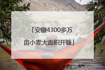 安徽4300多万亩小麦大面积开镰