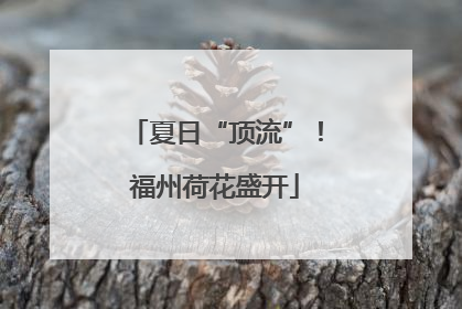 夏日“顶流”！福州荷花盛开