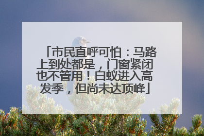 市民直呼可怕：马路上到处都是，门窗紧闭也不管用！白蚁进入高发季，但尚未达顶峰