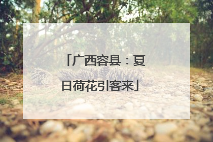 广西容县：夏日荷花引客来