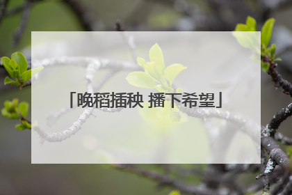 晚稻插秧 播下希望