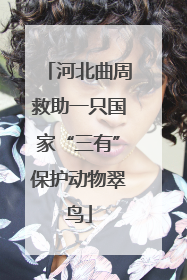 河北曲周救助一只国家“三有”保护动物翠鸟