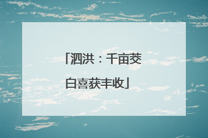 泗洪：千亩茭白喜获丰收