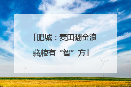 肥城：麦田翻金浪藏粮有“智”方