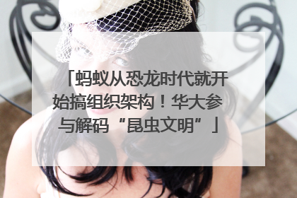 蚂蚁从恐龙时代就开始搞组织架构！华大参与解码“昆虫文明”