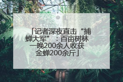 记者深夜直击“捕蝉大军”：百亩树林一晚200余人收获金蝉200余斤