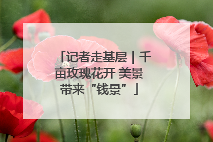 记者走基层｜千亩玫瑰花开 美景带来“钱景”