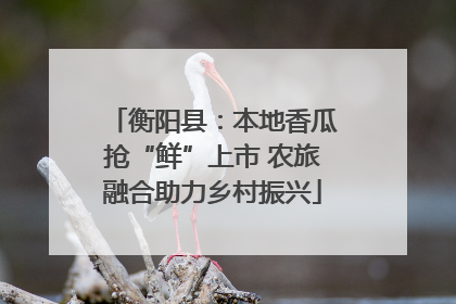 衡阳县：本地香瓜抢“鲜”上市 农旅融合助力乡村振兴