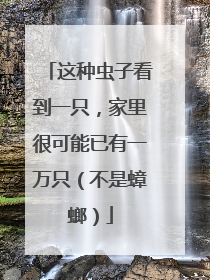 这种虫子看到一只，家里很可能已有一万只（不是蟑螂）