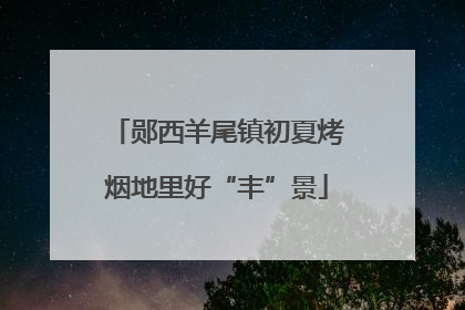 郧西羊尾镇初夏烤烟地里好“丰”景