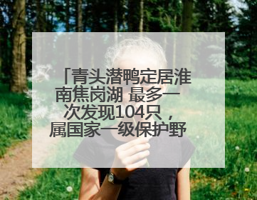 青头潜鸭定居淮南焦岗湖 最多一次发现104只，属国家一级保护野生动物