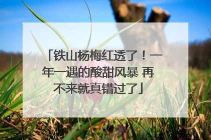 铁山杨梅红透了！一年一遇的酸甜风暴 再不来就真错过了