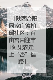 陕西合阳同家庄镇柏瑞社区：百亩杏园迎丰收 果农走上“杏”福路