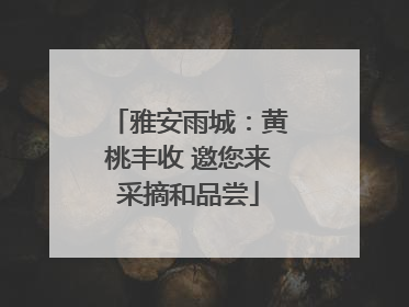 雅安雨城：黄桃丰收 邀您来采摘和品尝