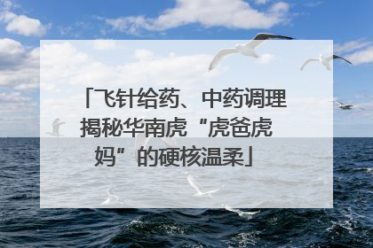 飞针给药、中药调理 揭秘华南虎“虎爸虎妈”的硬核温柔
