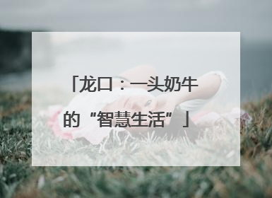 龙口：一头奶牛的“智慧生活”