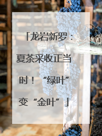 龙岩新罗：夏茶采收正当时！“绿叶”变“金叶”