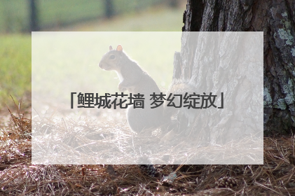 鲤城花墙 梦幻绽放