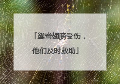 鸳鸯翅膀受伤，他们及时救助