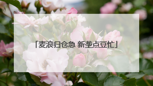 麦浪归仓急 新垄点豆忙