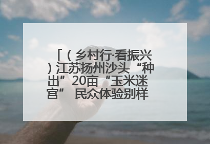 （乡村行·看振兴）江苏扬州沙头“种出”20亩“玉米迷宫” 民众体验别样“田园乐趣”